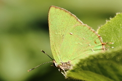 Cyanophrys herodotus