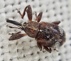Anthonomus bituberculatus