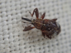 Anthonomus bituberculatus