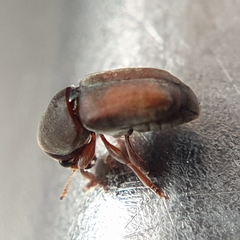 Urodontellus