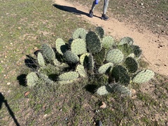 Opuntia × occidentalis