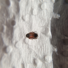 Urodontellus