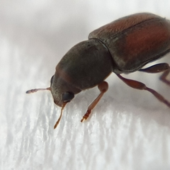 Urodontellus