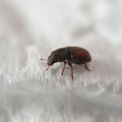 Urodontellus