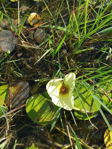 Image of Hydrocleys nymphoides by (c) Sergio Olalde, some rights reserved (CC BY)