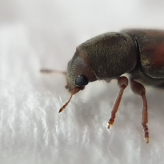 Urodontellus