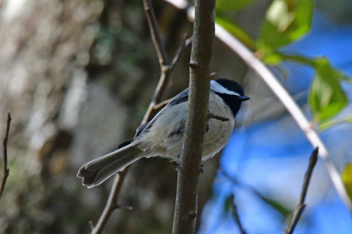Paridae image