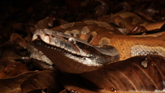 Python brongersmai