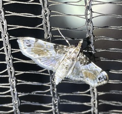Leucinodes