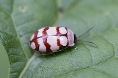 Alagoasa decemguttata