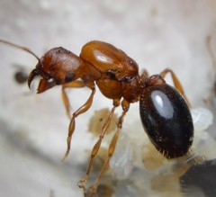 Pheidole crassicornis