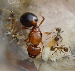 Pheidole crassicornis