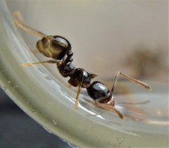 Pheidole crassicornis