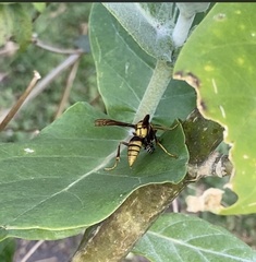 Polistes major