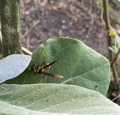 Polistes major
