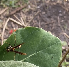 Polistes major