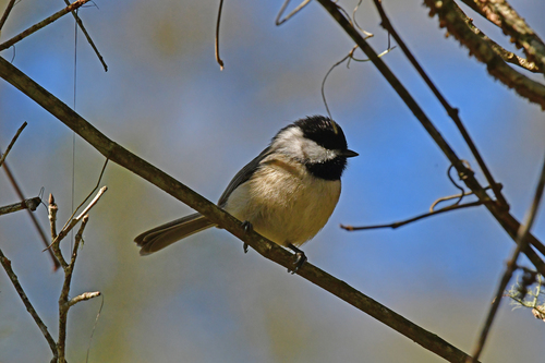 Carolina Chickadee photographed in Florida