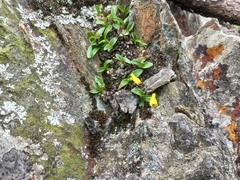 Polystachya mafingensis