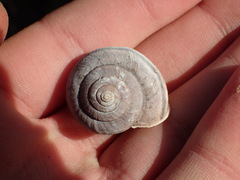 Helminthoglypta umbilicata