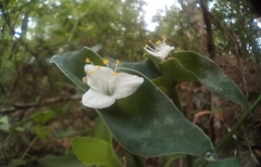 Tradescantia brevifolia