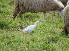 Bubulcus ibis