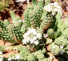 Euphorbia inermis