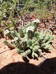 Euphorbia inermis