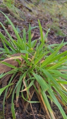 Bromus vulgaris
