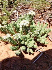 Euphorbia inermis