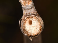 Ceratina