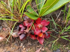 Ochna katangensis