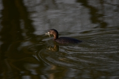 Podilymbus podiceps
