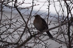 Turdus merula