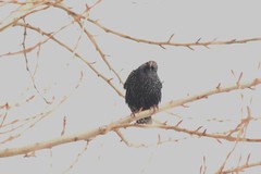 Sturnus vulgaris