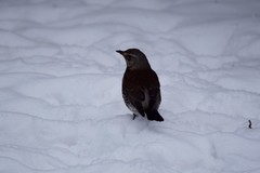 Turdus pilaris