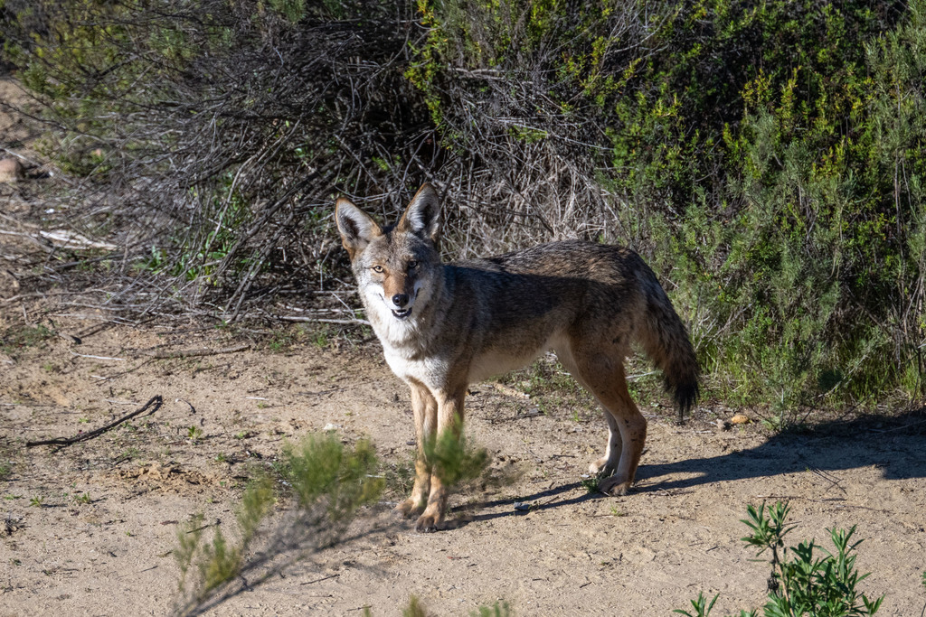 San Pedro Martir Coyote from South Park, San Diego, CA, USA on February ...