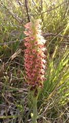 Skeptrostachys montevidensis