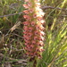 Skeptrostachys montevidensis - Photo (c) Laura Magallanes, some rights reserved (CC BY-NC), uploaded by Laura Magallanes