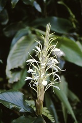 Hedychium cylindricum