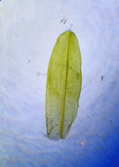 Dialytrichia mucronata