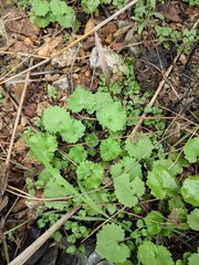 Sinosenecio oldhamianus