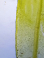 Dialytrichia mucronata