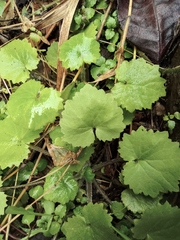 Sinosenecio oldhamianus