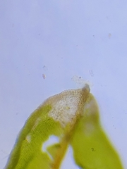 Dialytrichia mucronata