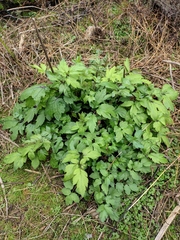 Artemisia lactiflora