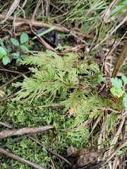 Selaginella moellendorffii