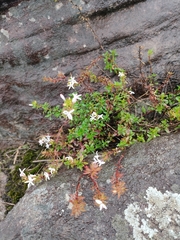 Otiophora cupheoides