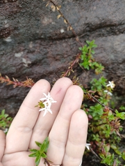 Otiophora cupheoides