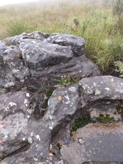 Otiophora cupheoides