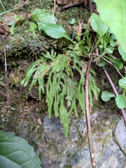 Selaginella doederleinii